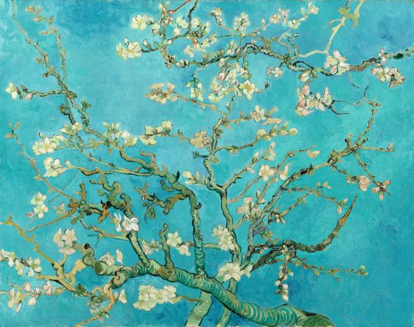 Blossoming Almond Tree